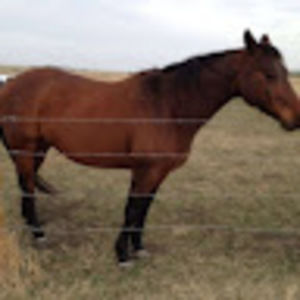 Meet your Posher, Eleanore